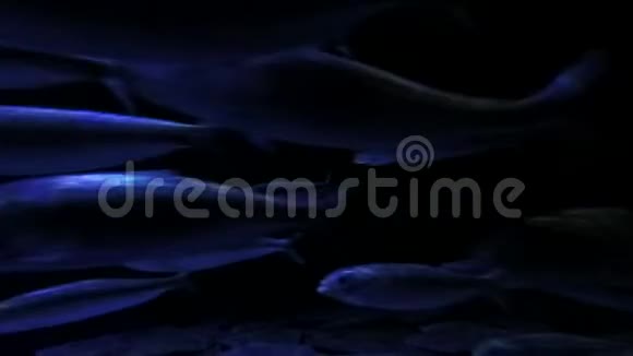沙丁鱼在海里奔跑视频的预览图