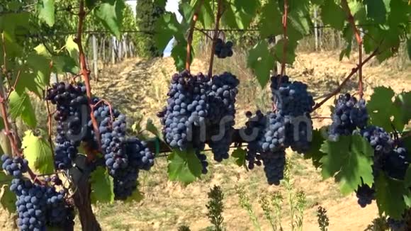 一串串成熟的葡萄在藤上紧紧地意大利托斯卡纳的葡萄园视频的预览图