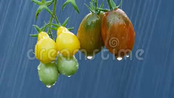 成熟的天然番茄在雨中视频的预览图