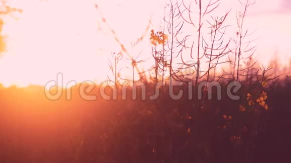 美丽的日落与红天黄花的景色视频的预览图
