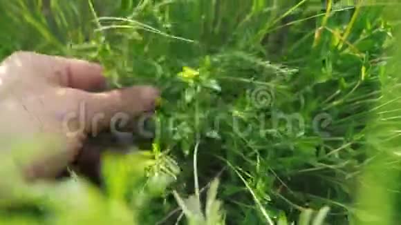 园丁园丁在花园里撕草晒绿人的手触摸草的生活方式田野视频的预览图