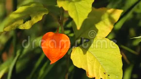 绿色叶子中的橘色花灯视频的预览图