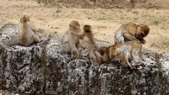 家庭巴巴里猕猴和挑衅的孩子视频的预览图