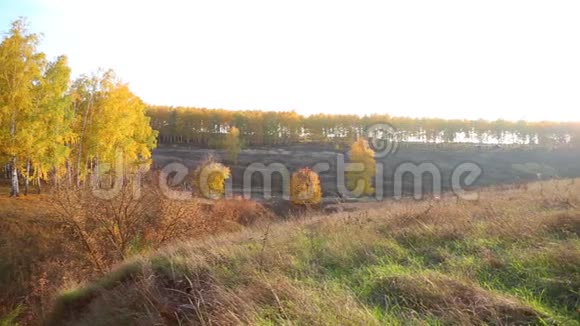 金色桦树的秋景全景视频的预览图