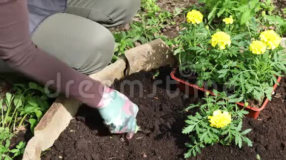 女人或园丁用手种黄色的万寿菊视频的预览图