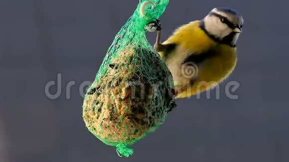 一个摇摆的网鸟喂食器视频的预览图