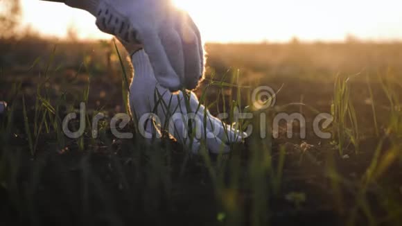 农民上午在田间劳作手捧栽培植物的叶子手握一堆可耕地视频的预览图