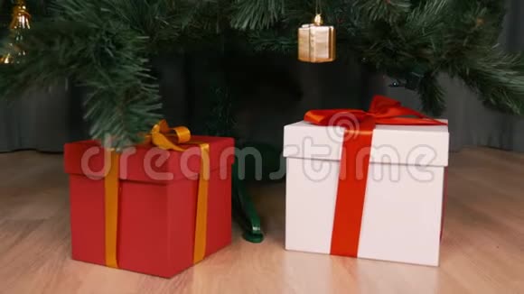 盘绕着旋转近距离射击客厅圣诞树下的圣诞红白礼盒假日视频的预览图