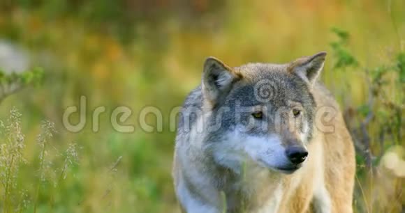 在森林里灰狼的特写镜头嗅到了对手和危险视频的预览图