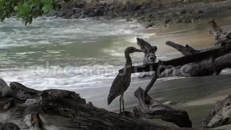 下湾海滩的一只苍鹭视频的预览图