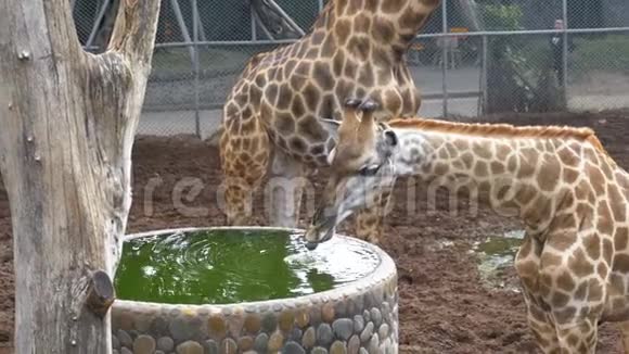 动物园里的长颈鹿正以水井的形式从水库里喝水动作缓慢泰国视频的预览图