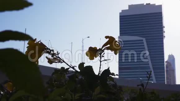 迪拜的现代摩天大楼和高层建筑视频的预览图