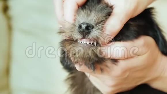有点夸张女人检查小狗的牙齿视频的预览图