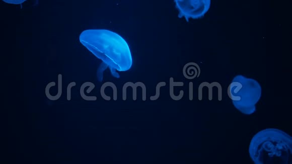 金碧辉煌的月亮水母漂浮在水族馆的水池里视频的预览图