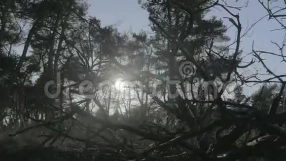 枯树枝落日稀树草原景观视频的预览图