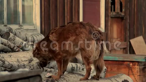 可爱的红狗在桦木上吃东西狗在村子里的链子上视频的预览图