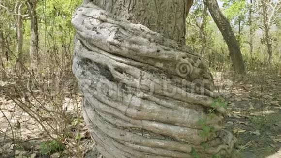令人难以置信的扭曲树在国家公园奇特万尼泊尔视频的预览图