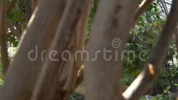 植物园里的高树视频的预览图