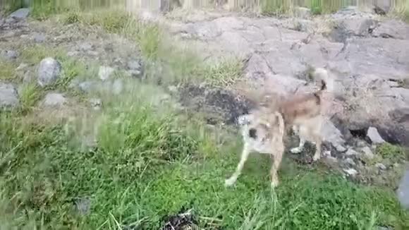 在芬兰的群岛上狗或狼的行为是一样的视频的预览图