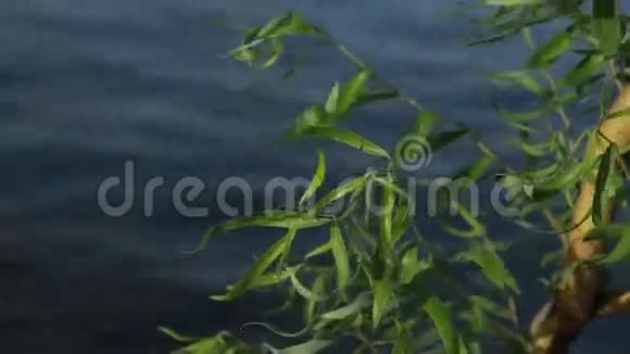 柳树在水的背景上视频的预览图