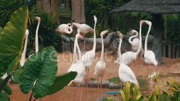 在KhaoKheow开放动物园的白色或粉红色火烈鸟泰国视频的预览图