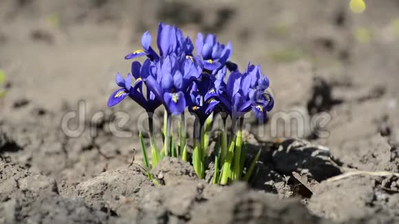 蓝色番红花在森林里的第一朵春花视频的预览图