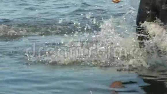 运动员游泳运动员从游泳到骑自行车在河上慢动作视频的预览图