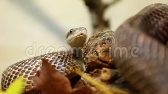 卷毛的老鼠蛇在它的水族馆里滑行视频的预览图