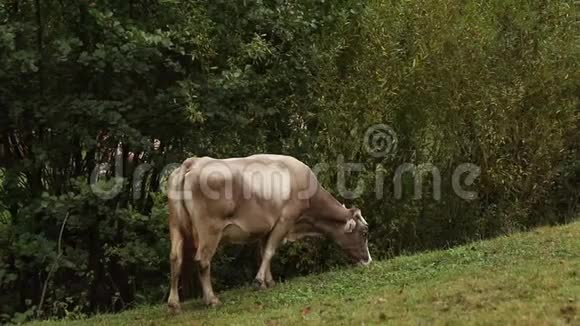 美丽的牛站在草地农场的田野上饲养外面的牛视频的预览图