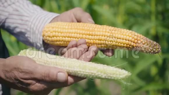 农夫正拿着两个不同的玉米芯在一个玉米地里检查一个玉米作物视频的预览图