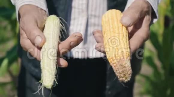 农夫正拿着两个不同的玉米芯在一个玉米地里检查一个玉米作物视频的预览图