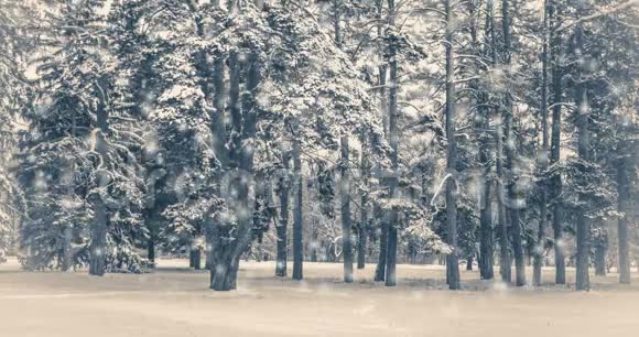 旧的老式录像冬天的田野里有一棵树下着雪视频的预览图