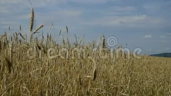 准备收割的成熟小麦视频的预览图