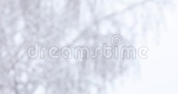 柔和的白色雪落在树枝上视频的预览图