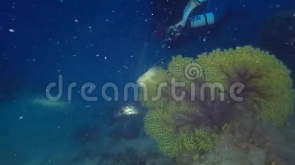 彼得在深地中海暗礁的大猩猩的鱼景视频的预览图