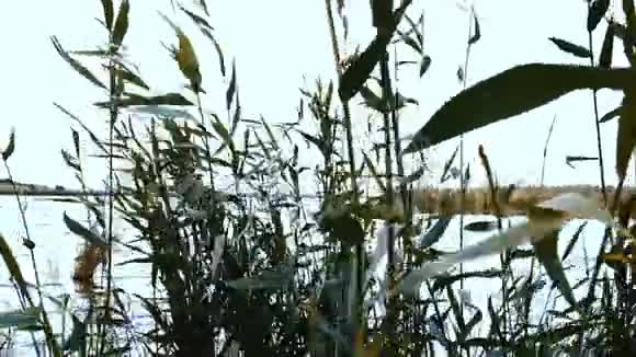 透过芦苇丛观赏湖景视频的预览图