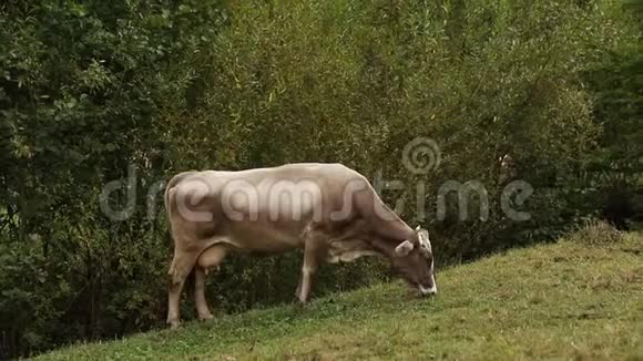 美丽的牛站在草地农场的田野上饲养外面的牛视频的预览图