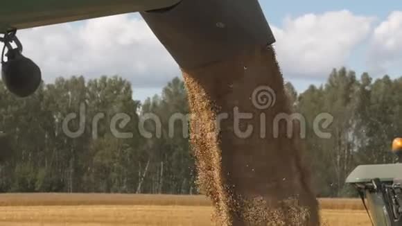 小麦或玉米粒从组合螺旋下降视频的预览图