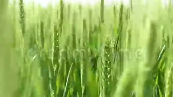 绿色小麦的足迹视频的预览图