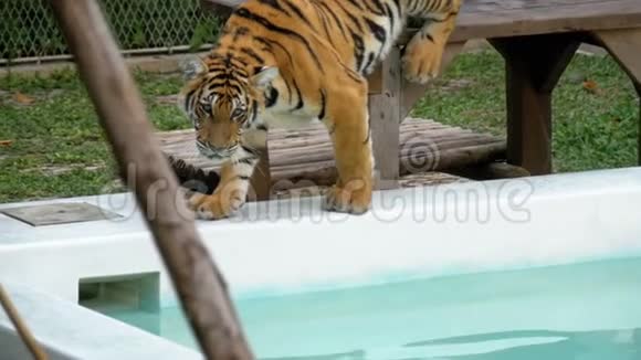 动物园里的老虎带着水沿着池边走泰国慢动作视频的预览图