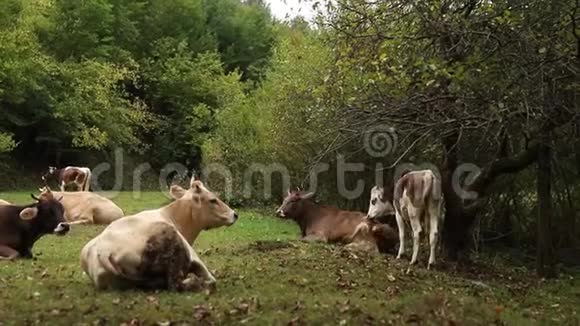 美丽的牛站在草地农场的田野上饲养外面的牛视频的预览图