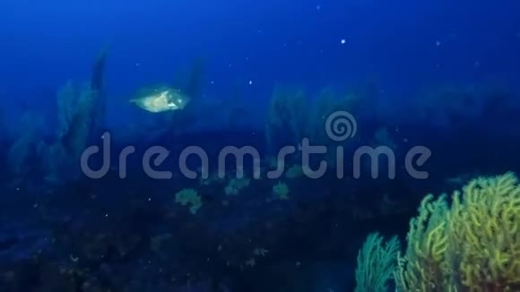 彼得的鱼约翰多里宙斯法伯鱼在深蓝色游泳视频的预览图