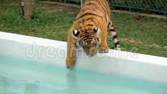 动物园里的老虎带着水沿着池边走泰国慢动作视频的预览图