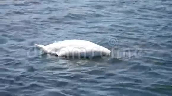 天鹅在湖里游泳视频的预览图