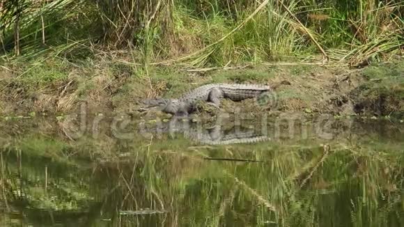 抢劫犯鳄鱼在河岸上张开嘴休息又称沼泽鳄鱼视频的预览图