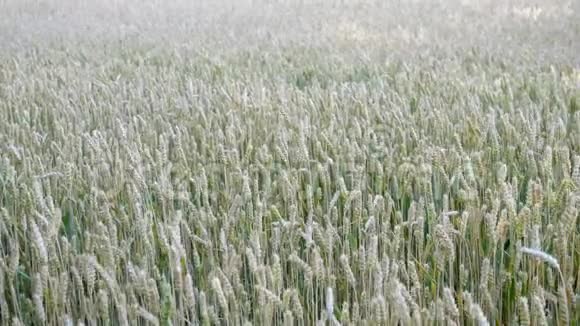 麦田成熟小麦黑麦或其他谷物植物的耳朵在田野上随风摆动富的概念视频的预览图