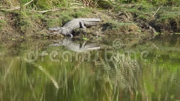 抢劫犯鳄鱼在河岸上张开嘴休息又称沼泽鳄鱼视频的预览图