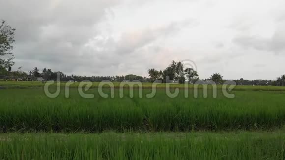 4K航空无人机在稻田上的一棵大树的镜头巴厘热带岛屿视频的预览图