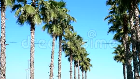 一排长长的棕榈树映衬着一片蓝天柔和的焦点模糊的背景视频的预览图