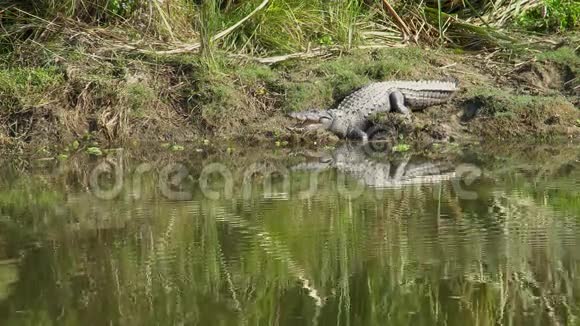 抢劫犯鳄鱼在河岸上张开嘴休息又称沼泽鳄鱼视频的预览图